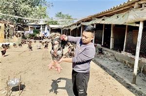 Giá trị gà Đông Tảo trong dịp Tết