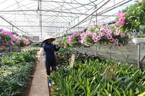 Vai trò của hợp tác xã trong xây dựng nông thôn mới