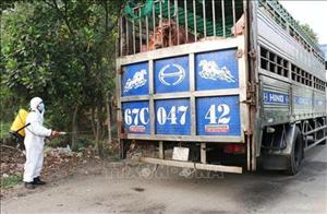 Ban Bí thư ban hành Chỉ thị về thực hiện hiệu quả công tác phòng chống, khống chế bệnh dịch tả lợn châu Phi