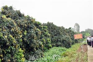 Áp dụng biện pháp kỹ thuật nâng cao hiệu quả trong sản xuất vải lai chín sớm ở Phù Cừ