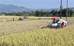 Đưa hợp tác xã vào chuỗi liên kết của doanh nghiệp