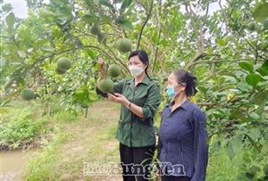 Hợp tác xã Đồng Vàng: Gắn kết thành viên để phát triển