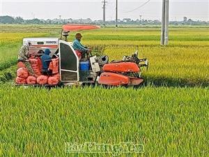 Phù Cừ: Rộn ràng mùa gặt