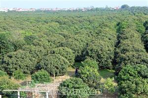 Chuẩn bị đón mùa vải lai chín sớm