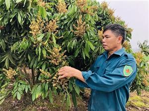 Chăm sóc nhãn thời kỳ ra hoa, đậu quả