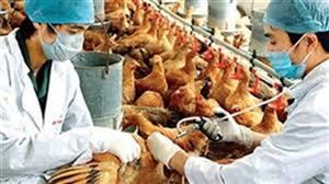 Kế hoạch quốc gia phòng, chống bệnh Cúm gia cầm