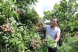 Ứng dụng chế phẩm nano bạc - đồng, hướng đi mới trong trồng nhãn