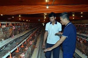 Mô hình liên kết ở HTX chăn nuôi Nguyễn Gia