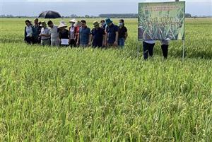 Đánh giá mô hình quản lý dịch hại tổng hợp trên cây lúa