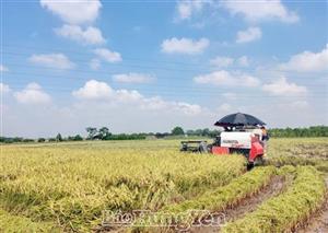 Thêm một vụ lúa xuân được mùa