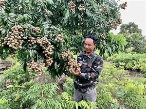 Những giống nhãn chất lượng cao ở huyện Khoái Châu