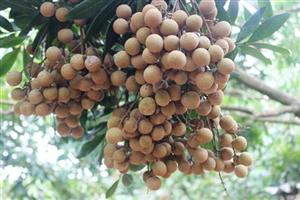 Đất nhãn Hưng Yên rộn ràng vào vụ quả