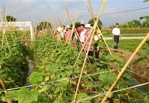 Hưng Yên: đào tạo nghề cho lao động nông thôn gắn với xây dựng nông thôn mới