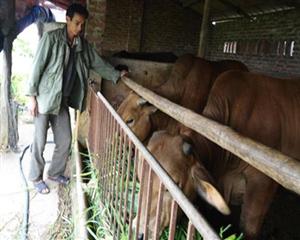 Phê duyệt Chương trình phát triển nhanh đàn bò Brahman đỏ tỉnh Hưng Yên giai đoạn 2015-2017