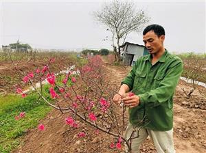 Nhộn nhịp dịch vụ chăm sóc cây cảnh sau Tết