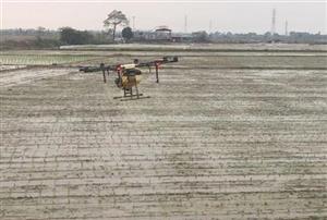 Ứng dụng kỹ thuật canh tác tiên tiến trong sản xuất lúa