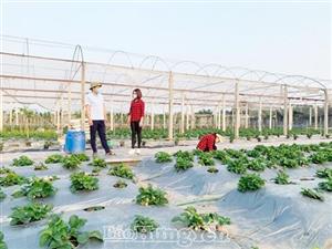 Hỗ trợ nông dân gỡ khó khi giá phân bón tăng cao