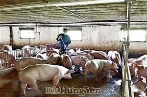 Thu lãi trên 200 triệu đồng/năm từ chăn nuôi lợn