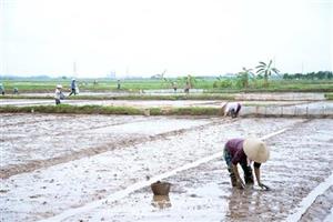 Phòng trừ bệnh lùn sọc đen phương Nam gây hại lúa