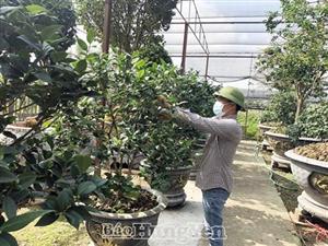 Phục hồi hoa, cây cảnh sau Tết