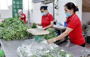 Hợp tác xã tham gia phát triển sản phẩm OCOP