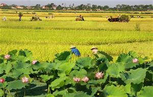 Hưng Yên: 941.926 m2 đất trồng lúa được Thủ tướng Chính phủ đồng ý cho chuyển đổi sang đất phi nông nghiệp