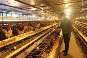 Chuyển đổi số trong hoạt động hợp tác xã nông nghiệp