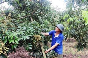 Vùng bãi trước mùa mưa lũ