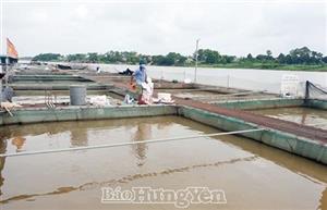 Giá tăng, dễ bán, người nuôi thủy sản phấn khởi