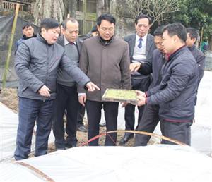 Chủ tịch UBND tỉnh Nguyễn Văn Phóng kiểm tra sản xuất nông nghiệp