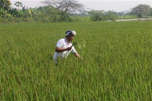 Khoái Châu: Lúa cỏ và nỗi lo của người dân