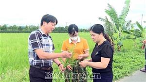 Phòng trừ lúa cỏ