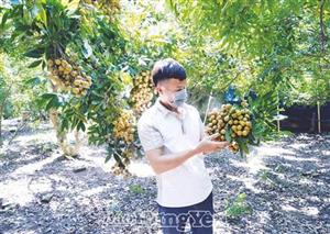 “mùa vàng” trong gian khó