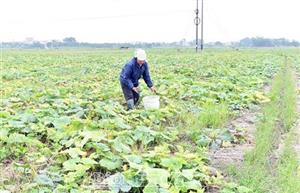 Ân Thi Khắc phục khó khăn, đẩy mạnh sản xuất vụ đông