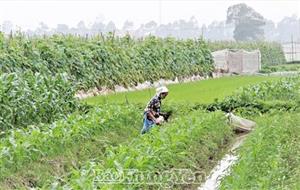 Kim Động: Chọn cây cho đất