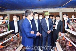 Đoàn công tác của tỉnh Sơn La thăm một số mô hình sản xuất nông nghiệp trên địa bàn tỉnh