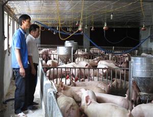 Chỉ thị của Bộ Trưởng Bộ Nông nghiệp & Phát triển Nông thôn về tăng cường quản lý chất cấm trong chăn nuôi