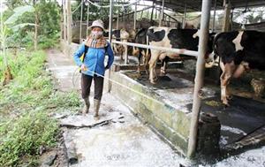 Vệ sinh, khử trùng, tiêu độc môi trường chăn nuôi