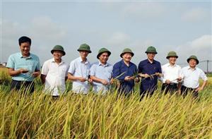 Đồng chí Chủ tịch UBND tỉnh Nguyễn Văn Phóng kiểm tra sản xuất nông nghiệp