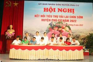 4 doanh nghiệp và các HTX kết nối tiêu thụ vải lai chín sớm Phù Cừ năm 2022