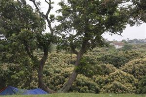 Tiếp tục thực hiện có hiệu quả Nghị quyết số 05-NQ/TU về Chương trình phát triển nông nghiệp hàng hóa hiệu quả cao tỉnh Hưng Yên giai đoạn 2011 – 2015, định hướng đến năm 2020