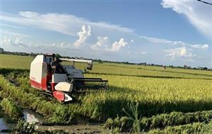 Nhanh tay thu hoạch lúa mùa