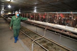Gia cầm tăng giá, nông dân có lãi