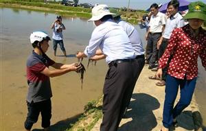 Hội thảo đầu bờ thăm quan, đánh giá kết quả triển khai mô hình xử lý gốc rạ tại ruộng và mô hình sản xuất mạ khay cấy máy
