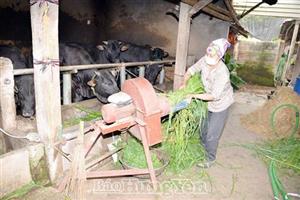 Giải pháp khi giá thức ăn chăn nuôi tăng cao