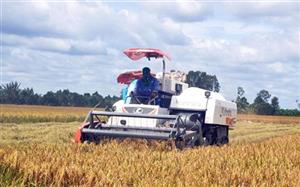 Bài 1: Hạt gạo bị 