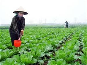 Tiến độ sản xuất nông nghiệp