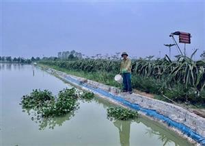Phát triển nuôi thủy sản trong ao bán nổi