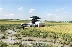 Nhìn lại sản xuất lúa vụ mùa: Cơ giới hóa được mở rộng, năng suất đạt cao
