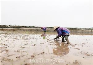 Xuống đồng gieo cấy lúa xuân
